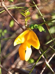 Dalbergieae