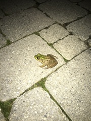 Lithobates clamitans