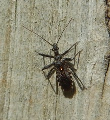 Trachylestes turneri