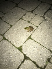 Lithobates clamitans