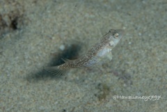 Cymolutes lecluse