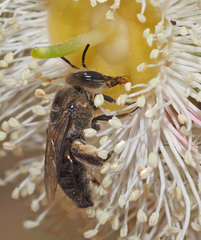 Leioproctus amabilis