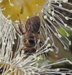 Leioproctus amabilis