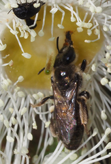 Leioproctus amabilis