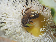 Leioproctus amabilis