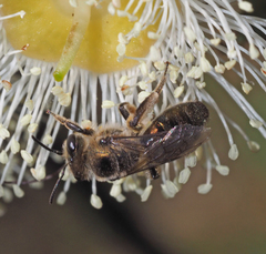 Leioproctus amabilis