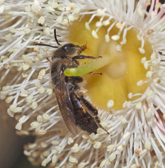 Leioproctus amabilis