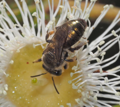 Leioproctus amabilis
