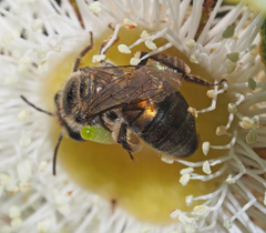 Leioproctus amabilis