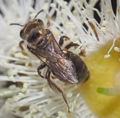 Leioproctus amabilis