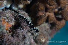 Pterioidea