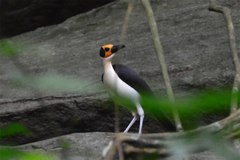 White-Necked Rockfowl photo 4