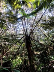 Cibotium glaucum