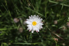 Leucochrysum