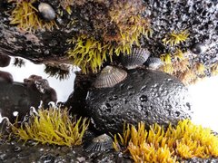Chnoospora minima
