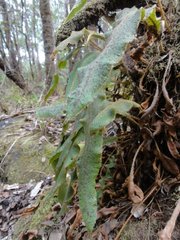 Elaphoglossum paleaceum