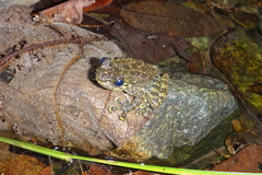 Amolops hongkongensis