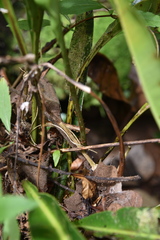 Elaphoglossum macropodium