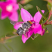 Megachile chrysopyga - Photo (c) Michael Jefferies, algunos derechos reservados (CC BY-NC)