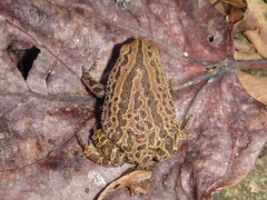 Blyth's Microhylid Frog photo 2