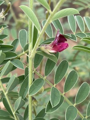 Tephrosia polystachya polystachya