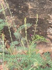 Tephrosia polystachya polystachya