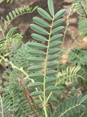 Tephrosia polystachya polystachya