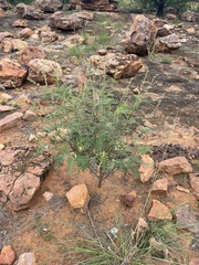 Tephrosia polystachya polystachya