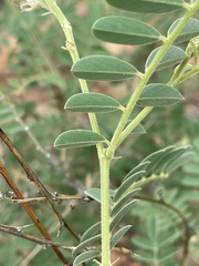 Tephrosia polystachya polystachya