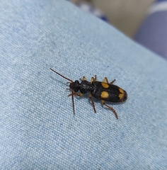 Macrocheilus