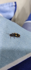 Macrocheilus