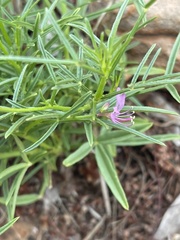 Cleome macrophylla