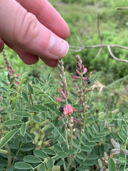 Indigofera williamsonii
