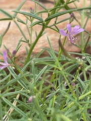 Cleome macrophylla