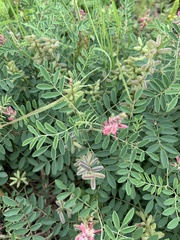 Indigofera williamsonii