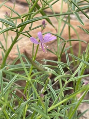 Cleome macrophylla