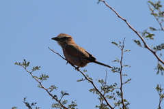 Coracias naevius mosambicus