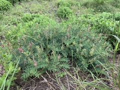 Indigofera williamsonii