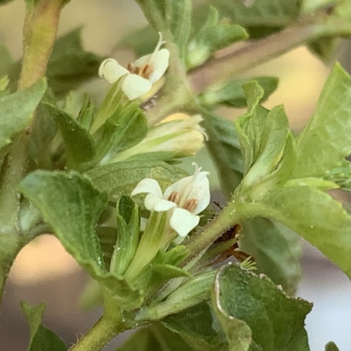 Duosperma crenatum image