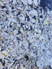 Austromegabalanus psittacus