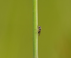 Hydrellia tritici
