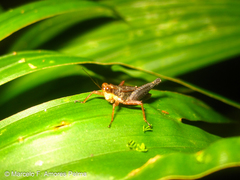 Batrachideini