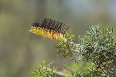 Grevillea armigera
