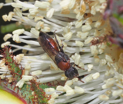 Hylaeus proximus