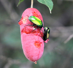 Chlorocala africana subsuturalis