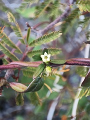 Metastelma arizonicum