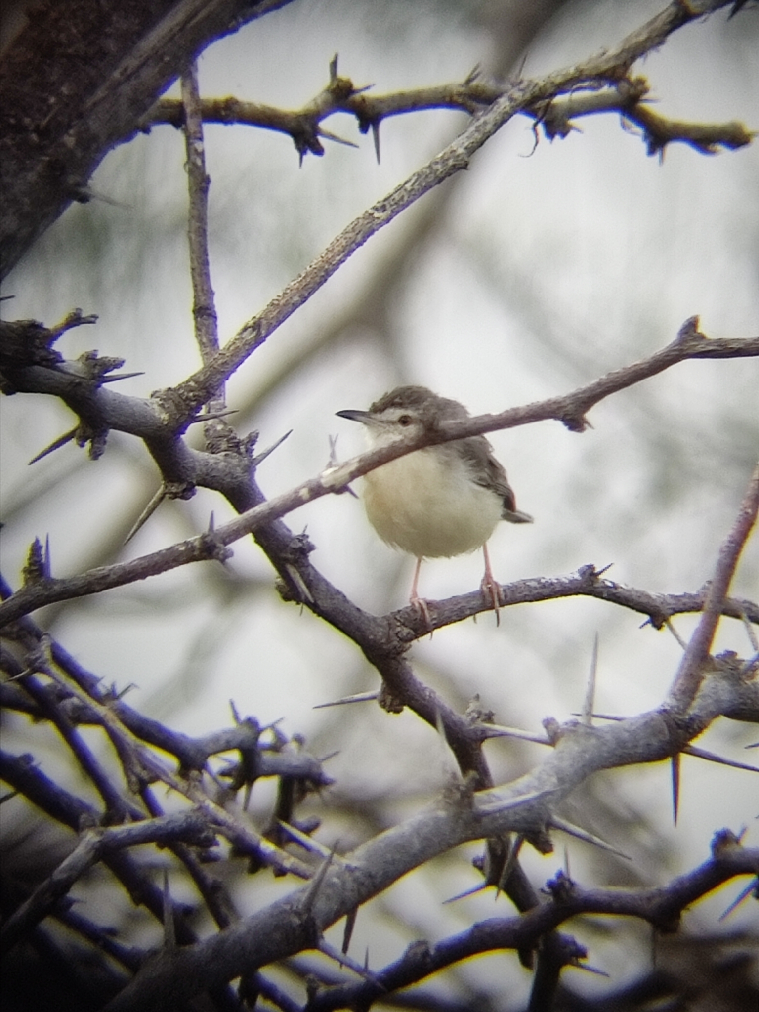 Plain Prinia