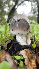 Amanita constricta