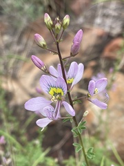 Cleome oxyphylla oxyphylla