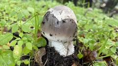 Amanita constricta
